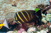 Zebrasoma veliferum (Pacific Sailfin Tang)