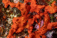 Atergia sp.1 (Atergia sp.1)