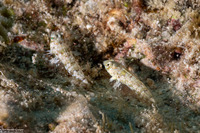 Diplogrammus goramensis (Goram Dragonet)