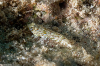 Diplogrammus goramensis (Goram Dragonet)
