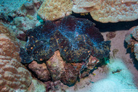 Tridacna gigas (Giant Clam)