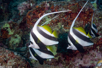 Heniochus acuminatus (Longfin Bannerfish)