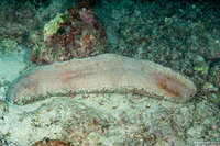 Bohadschia sp.1 (Bohadschia sp.1)