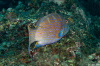 Variola louti (Yellow-Edged Lyretail)