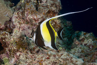 Zanclus cornutus (Moorish Idol)