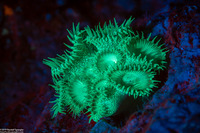 Palythoa sp.1 (Palythoa sp.1)