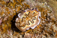 Goniobranchus coi (Co's Chromodoris)