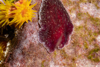 Pseudoceros sp.3 (Pseudoceros sp.3)