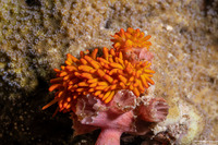 Tenellia melanobrachia (Cup Coral Nudibranch)