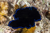 Pseudoceros sapphirinus (Sapphire Flatworm)