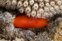 Berthellina delicata (Orange Gumdrop)