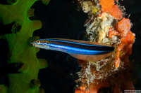 Plagiotremus rhinorhynchos (Bluestriped Fangblenny)