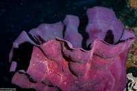Ianthella basta (Elephant Ear Sponge)