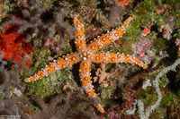 Gomophia sp.1 (Nippled Sea Star)