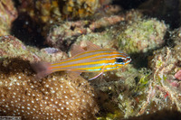 Ostorhinchus cyanosoma (Yellowstriped Cardinalfish)