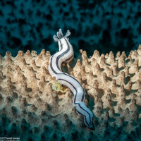 Synaptula lamperti (Lampert's Sea Cucumber)
