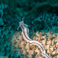 Synaptula lamperti (Lampert's Sea Cucumber)