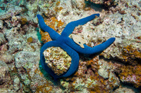 Linckia laevigata (Blue Sea Star)