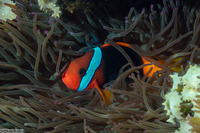 Amphiprion melanopus (Red and Black Anemonefish)