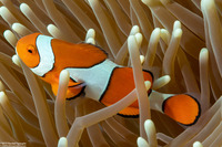 Amphiprion percula (Clown Anemonefish)