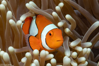 Amphiprion percula (Clown Anemonefish)