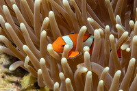 Amphiprion percula (Clown Anemonefish)