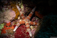 Gomophia watsoni (Watson's Sea Star)
