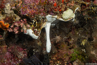 Didemnum sp.11 (Didemnum sp.11)