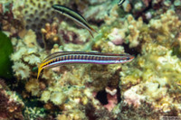 Plagiotremus tapeinosoma (Piano Fangblenny)