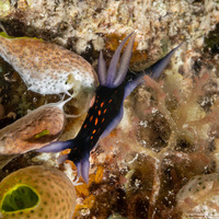 Roboastra gracilis (Slender Roboastra)