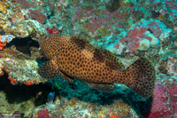 Epinephelus maculatus (Highfin Grouper)