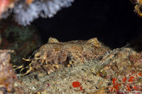 Orectolobus ornatus (Ornate Wobbegong)