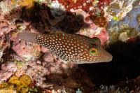 Canthigaster janthinoptera (Honeycomb Toby)