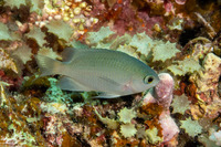 Pristotis obtusirostris (Gulf Damsel)