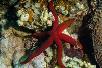 Echinaster luzonicus (Luzon Sea Star)
