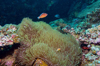 Heteractis magnifica (Magnificent Sea Anemone)