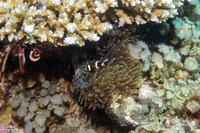 Amphiprion clarkii (Clark's Anemonefish)