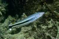 Malacanthus latovittatus (Blue Blanquillo)