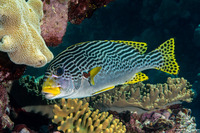 Plectorhinchus lineatus (Diagonal-Banded Sweetlips)