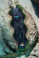 Tridacna derasa (Smooth Giant Clam)