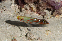 Koumansetta rainfordi (Old Glory)