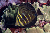 Zebrasoma veliferum (Pacific Sailfin Tang)