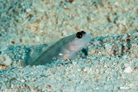 Ctenogobiops feroculus (Sand Shrimpgoby)