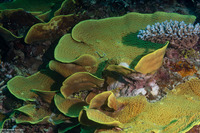 Turbinaria reniformis (Yellow Scroll Coral)