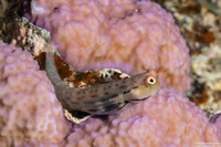 Ecsenius stictus (Spotted Coralblenny)