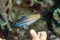 Halichoeres prosopeion (Twotone Wrasse)