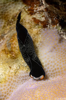 Mariaglaja inornata (Headband Headshield Slug)