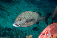 Plectorhinchus picus (Dotted Sweetlips)
