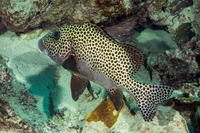 Plectorhinchus chaetodonoides (Many-Spotted Sweetlips)