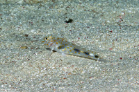 Fusigobius inframaculatus (Blotched Sandgoby)